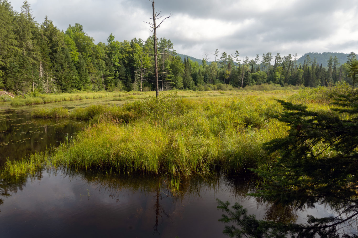 Marsh behind Pete and Shelley's