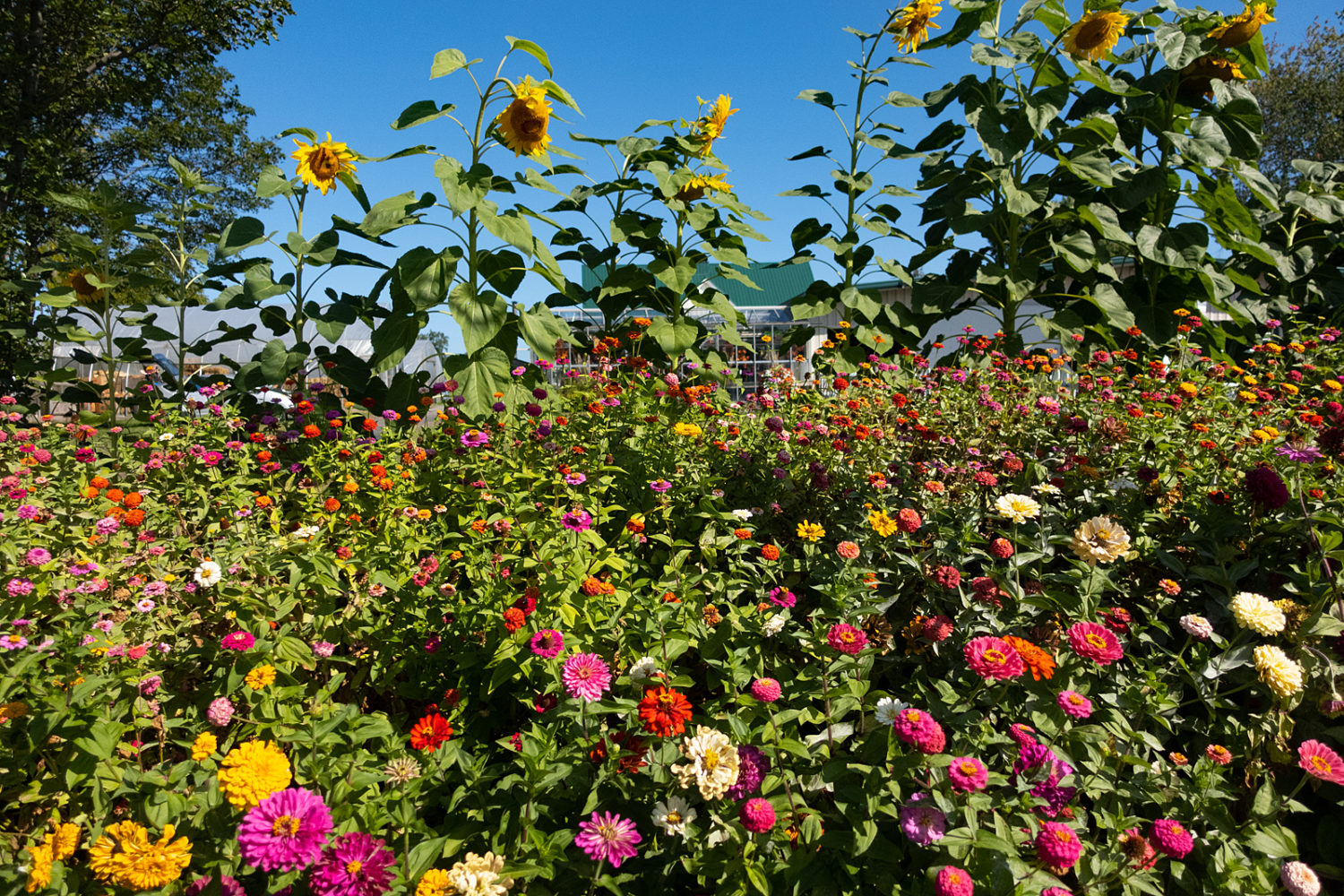 Flowers at Aman's Farm Market inSeptember