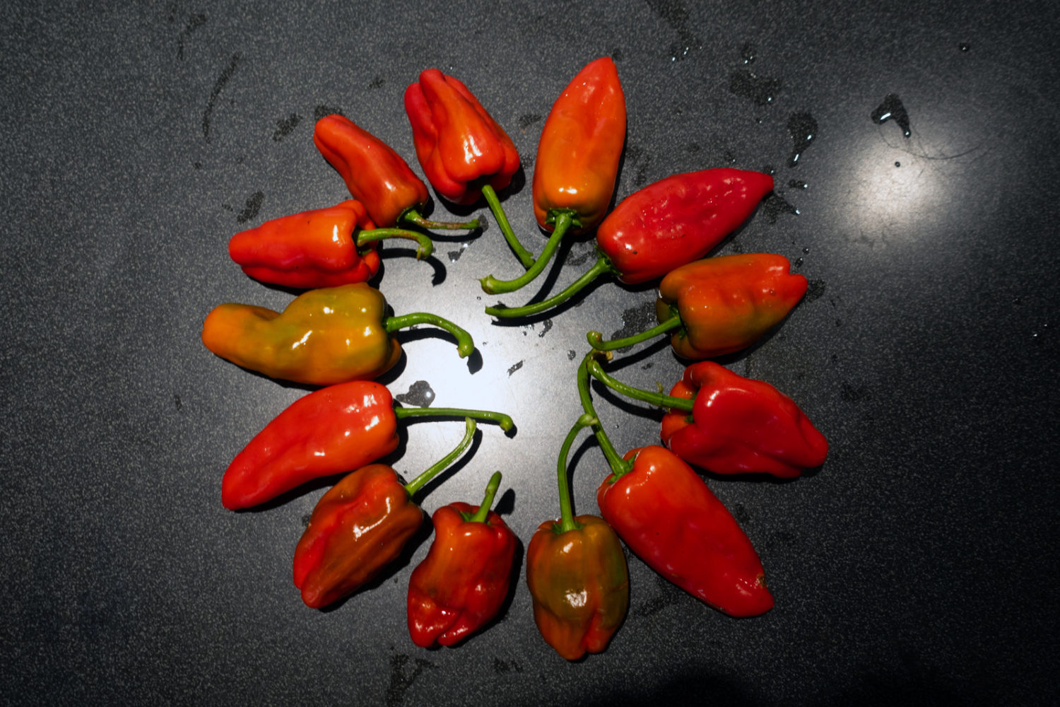 Homegrown Pimietos de Padron. Too big, too red, too hot.