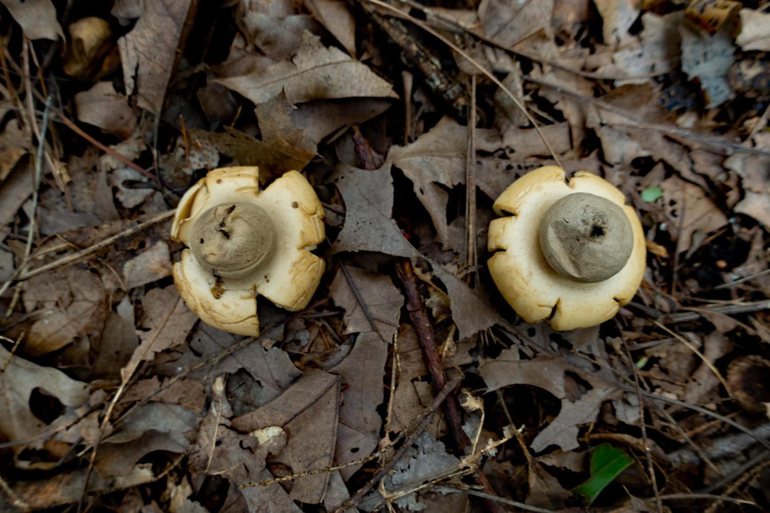 Rounded Earthstar mushrooms in our backyard