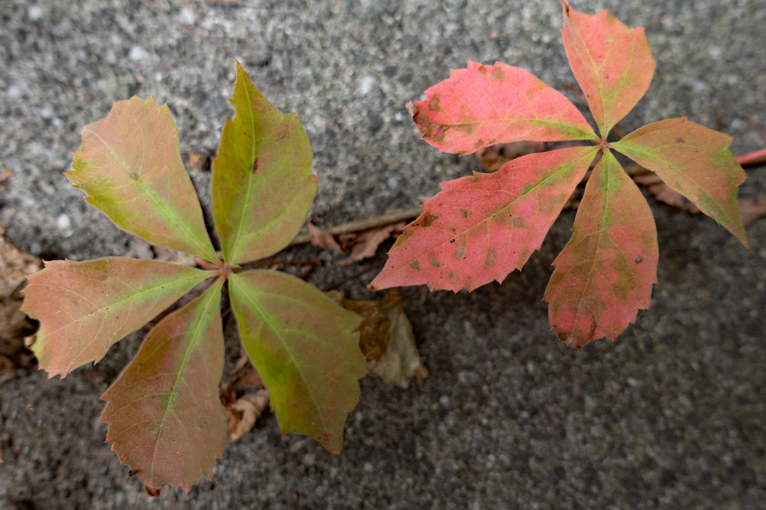 Colorful five leaf vine near pool