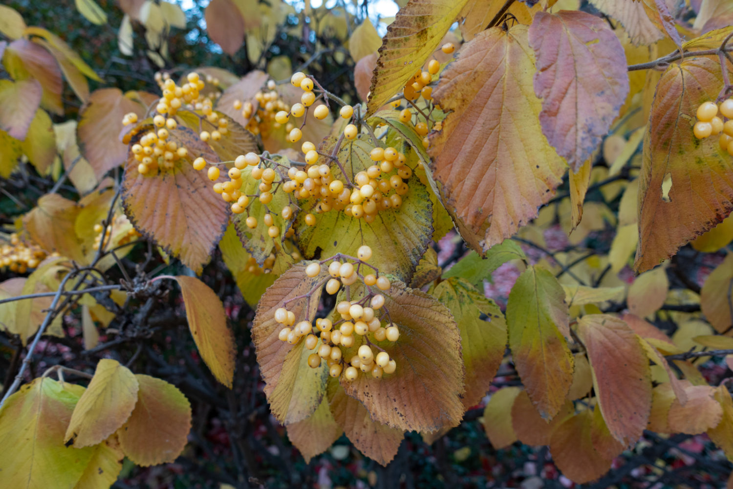 Common Hackberry bush on Walzford Road