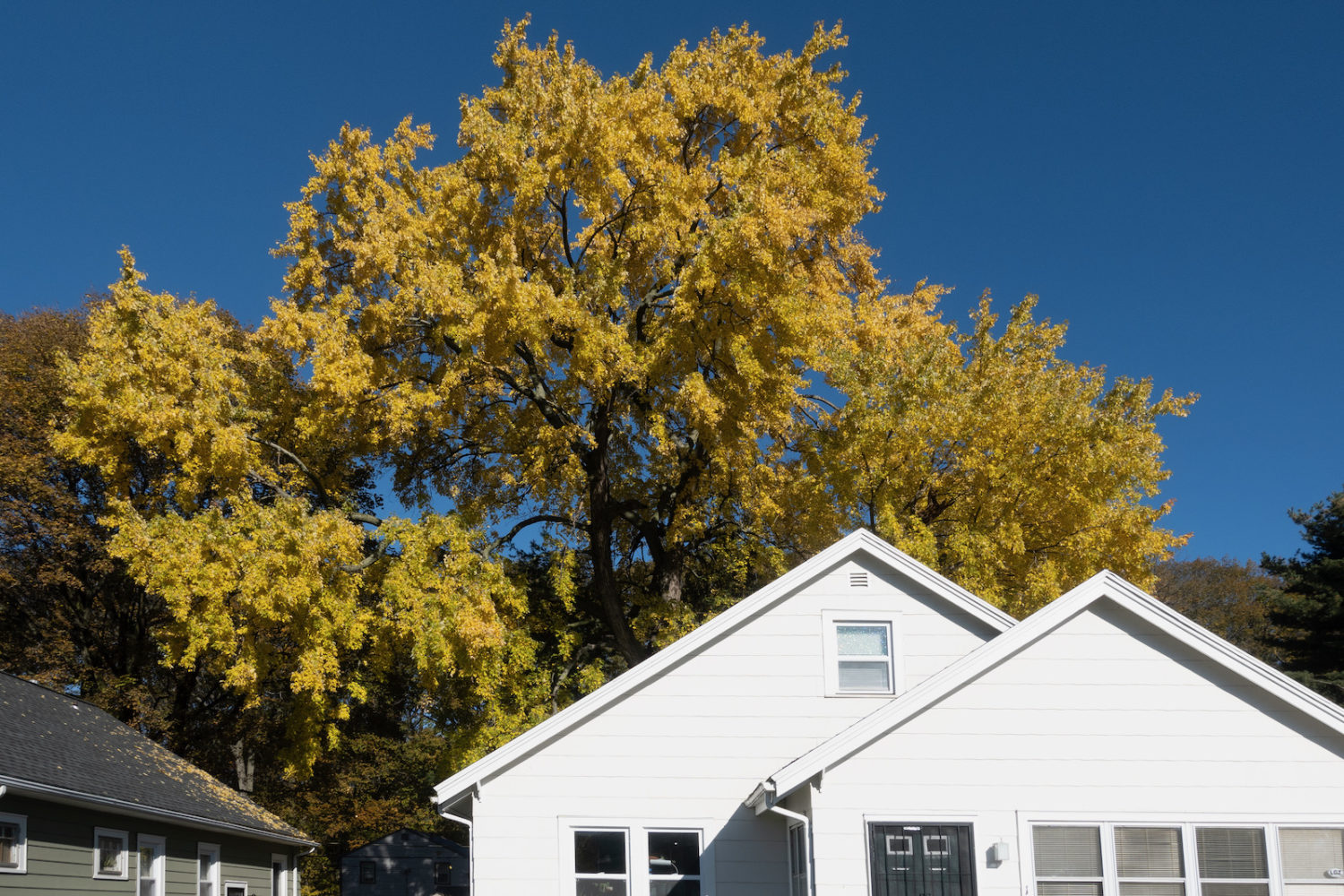 Blue skies, yellow tree and white house on Dewberry Street