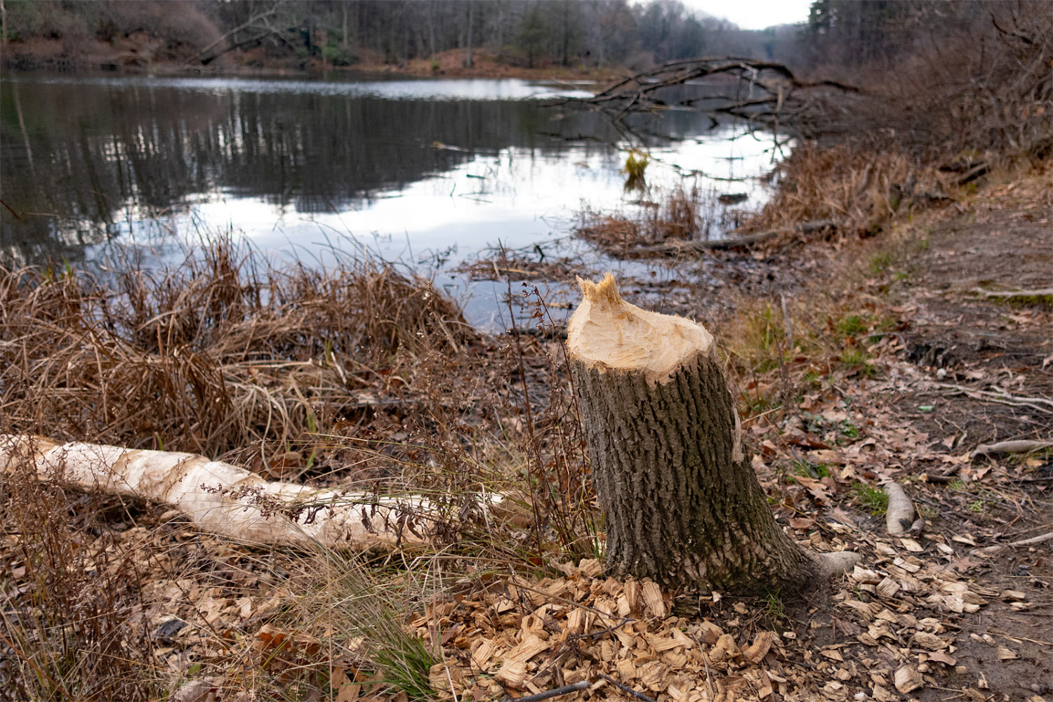 Beaver work on Eastman Lake