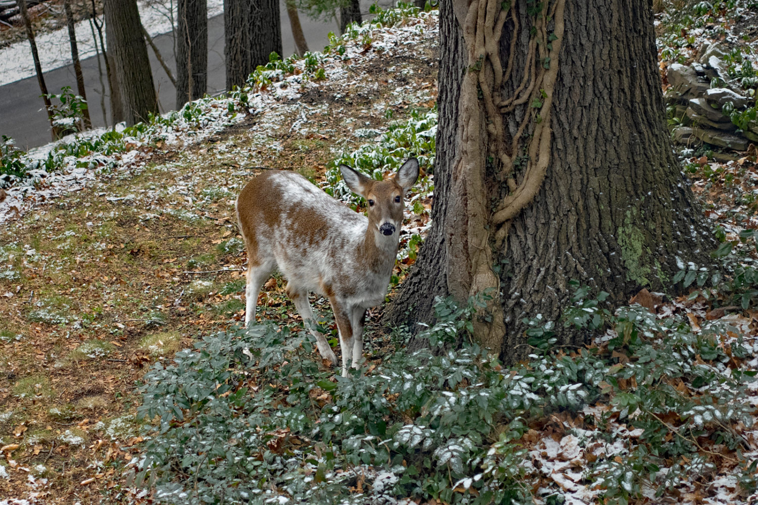 Piebald deer in backyard