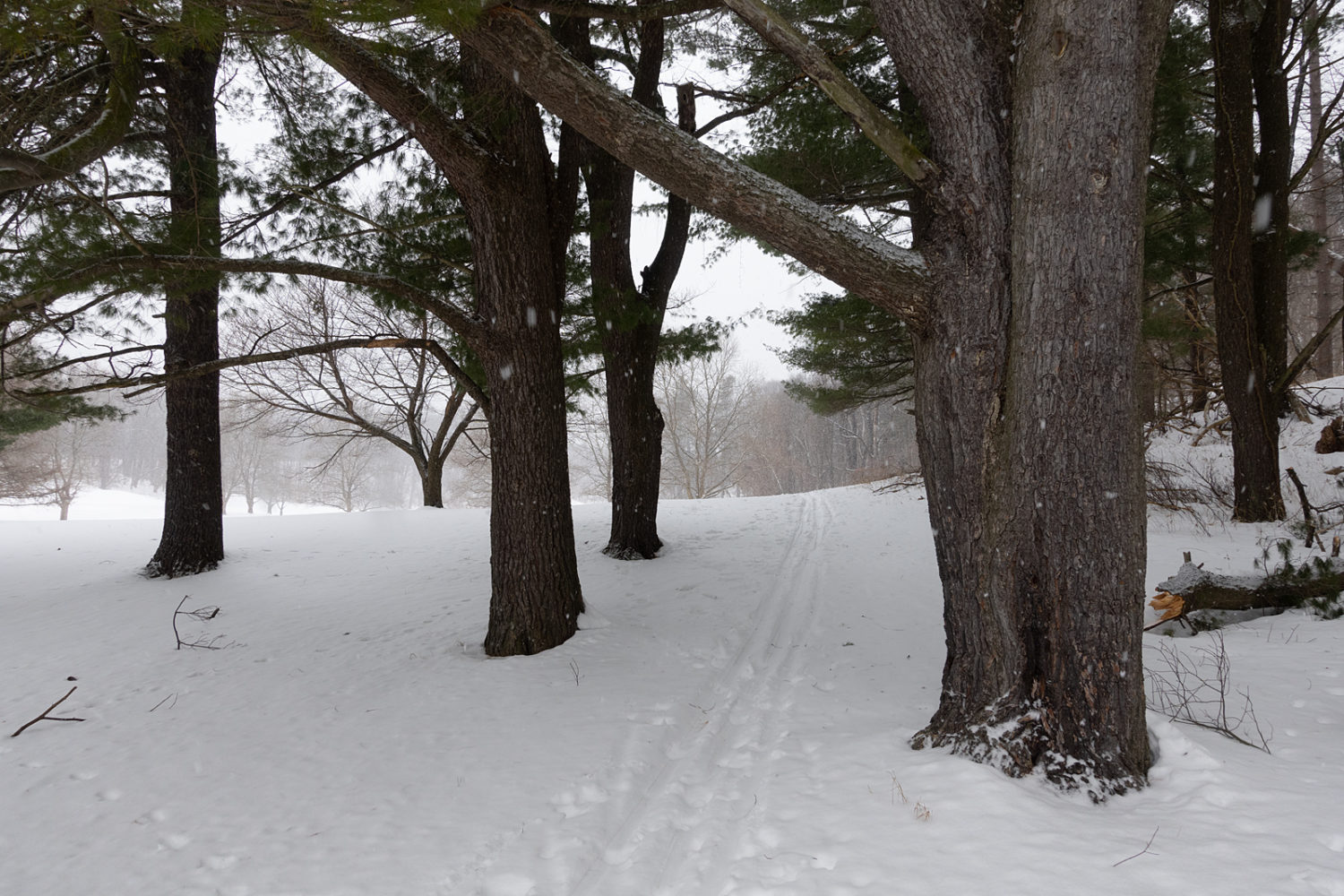 Cross country tracks near pine grove on golf course