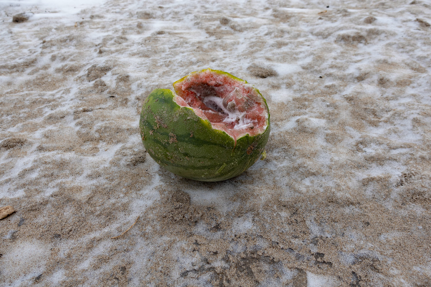 Watermelon on the frozen beach