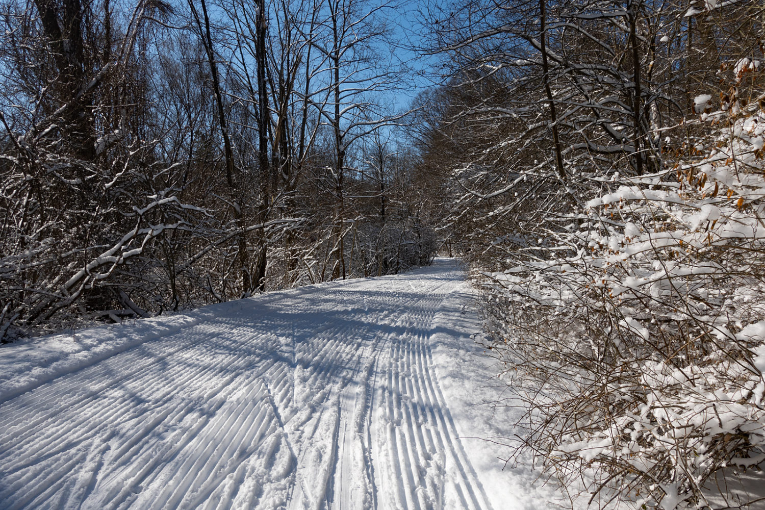 Freshly groomed ski trail on Horseshoe Road