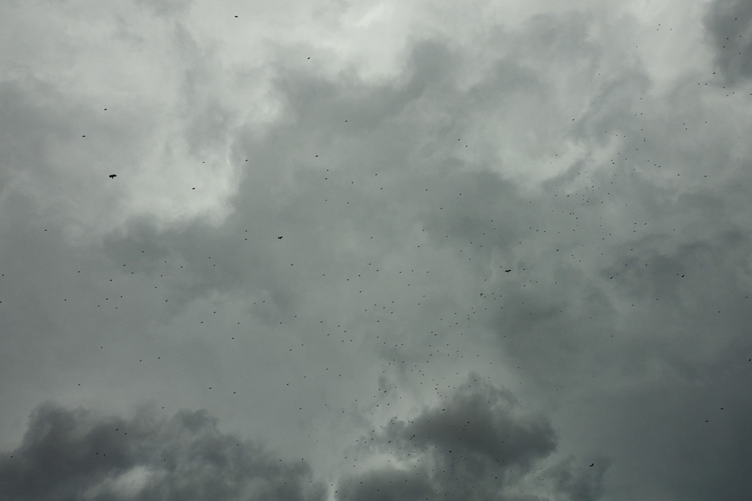 Hawk migration over Durand Eastman on March 30