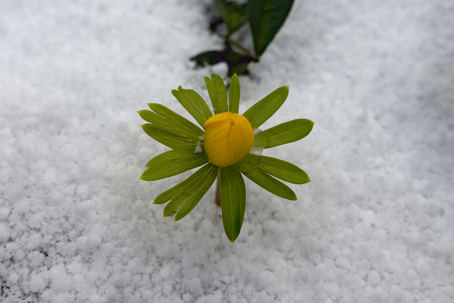 Winter Aconite in snow out back 2022