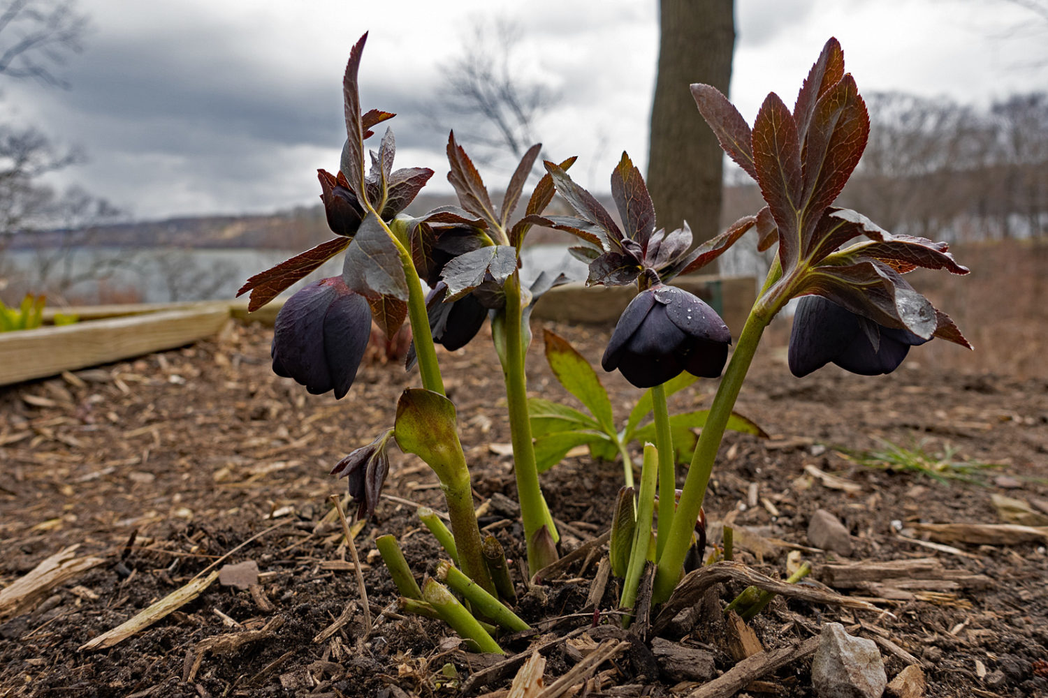 Lenten Roses in Kathy's backyard overlooking Irondequoit Bay on Good Friday