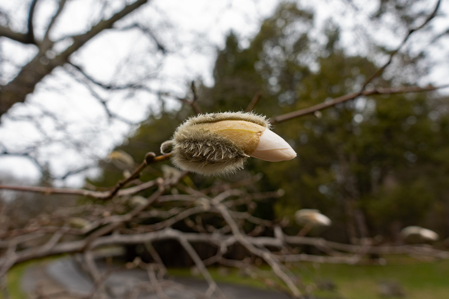 Magnolia blossom along Zoo Road