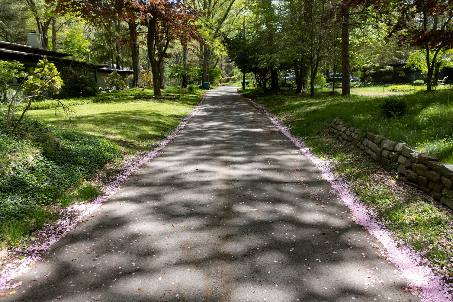 Cherry blossom petals lining our street