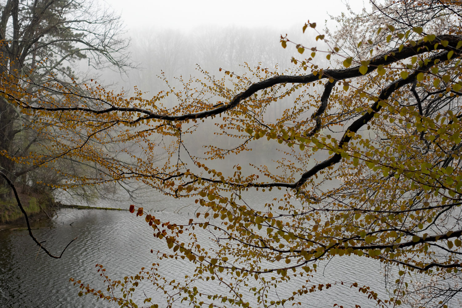 New Katsura leaves along Durand Lake