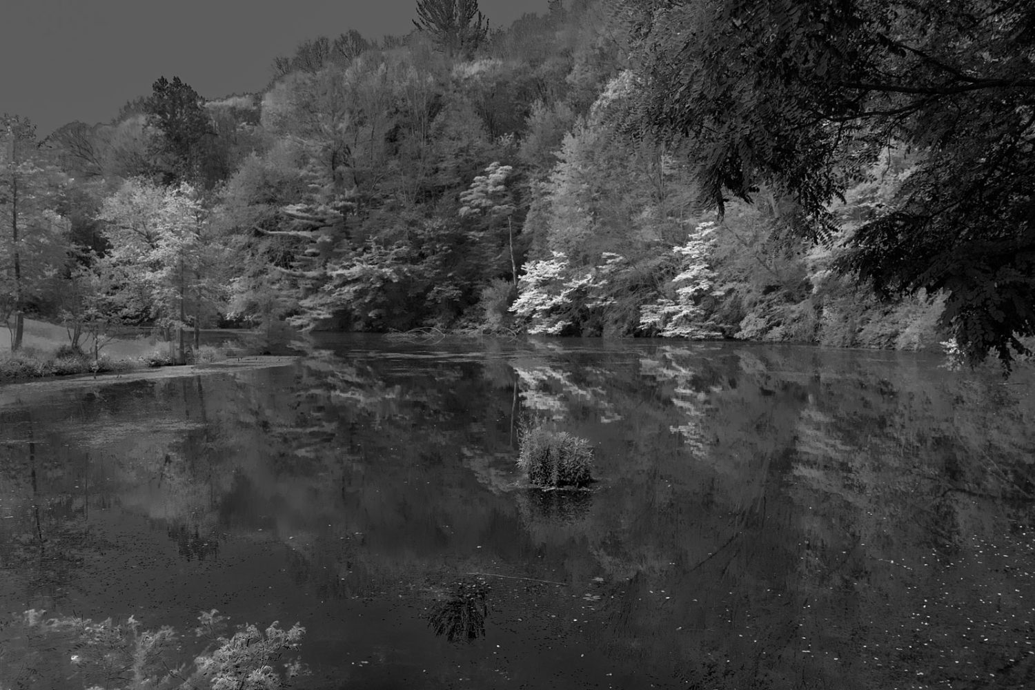 Trimble Lake in June