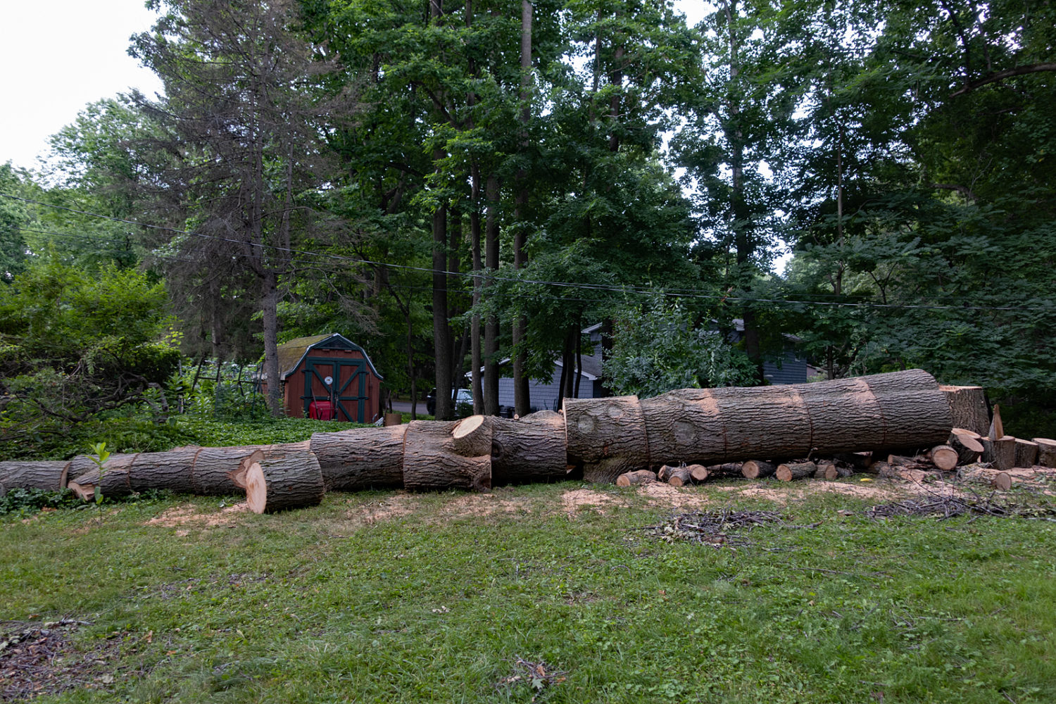 100 year old Red Oak on the ground next door