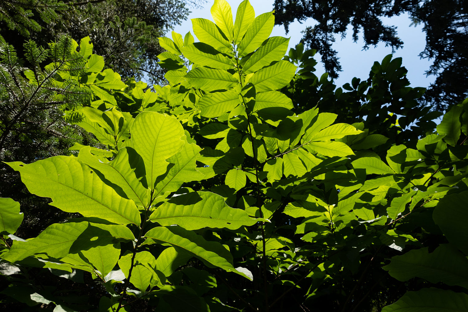 Pawpaw tree in Durand Eastman Park