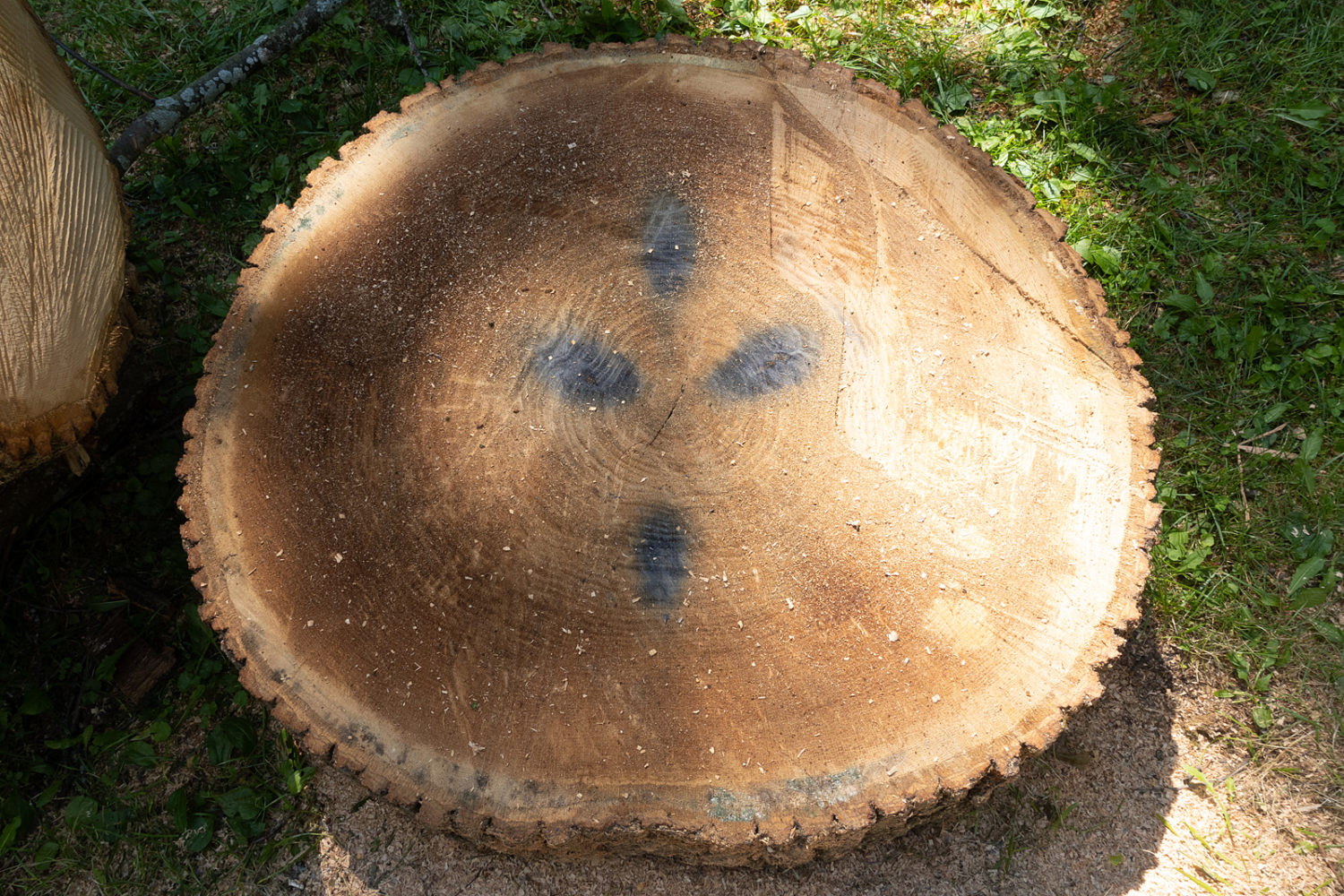 Oak tree next door with metal stains