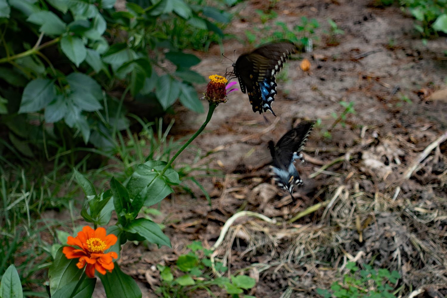Two black butterflies in Sue's garden