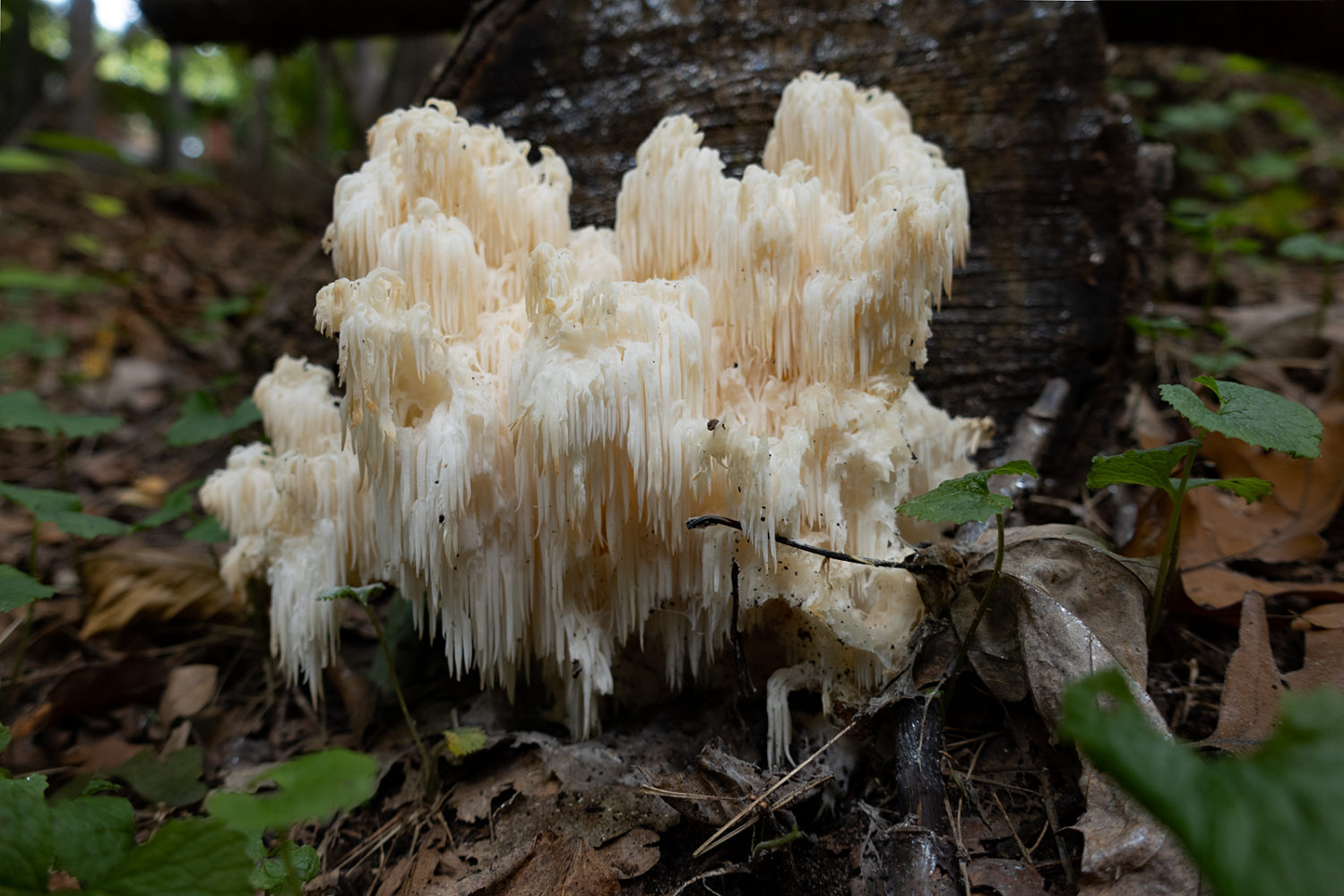 Bear's Head Tooth mushroom down back