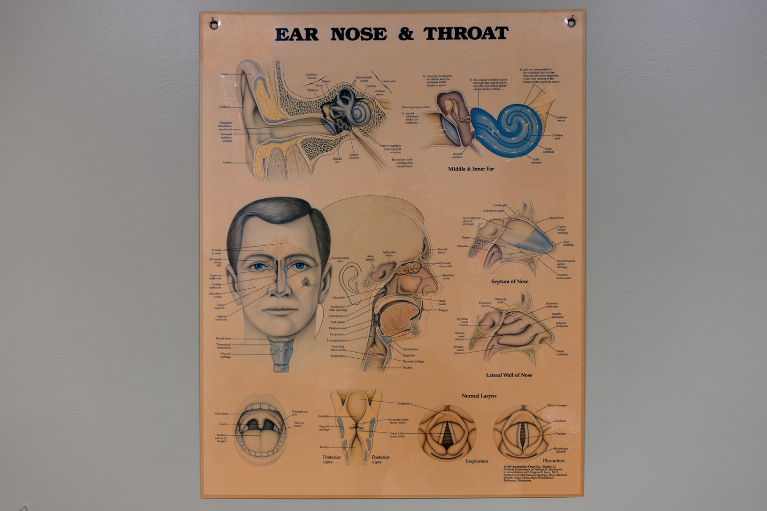 Wall chart at Ear Nose and Throat doctor