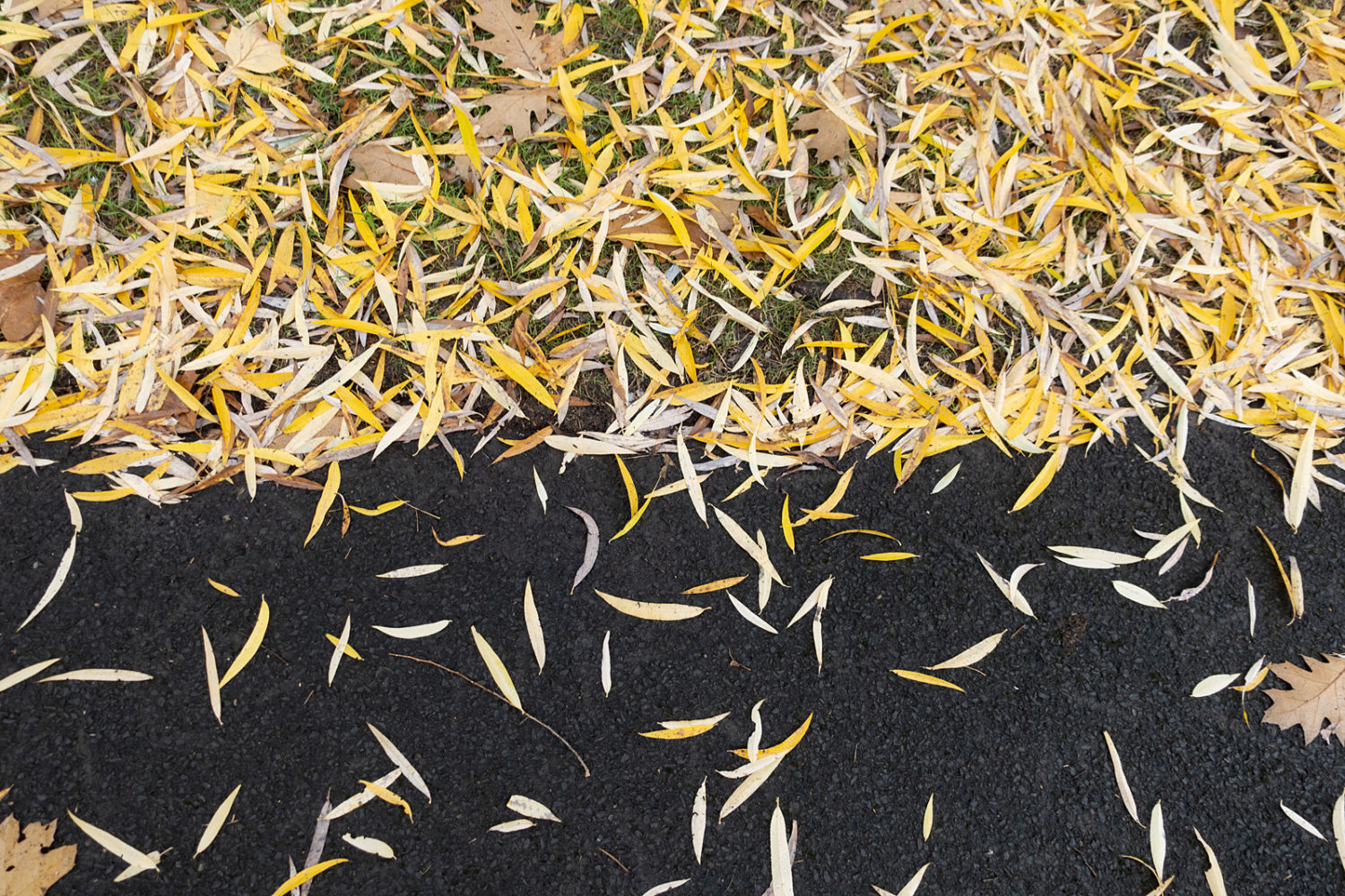 Willow leaves in Durand Eastman Park