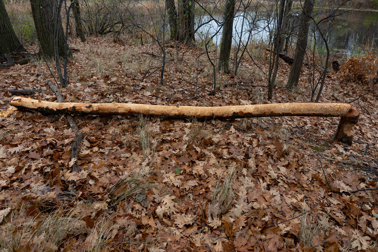 Beaver damage on fallen tree in Durand Eastman Park