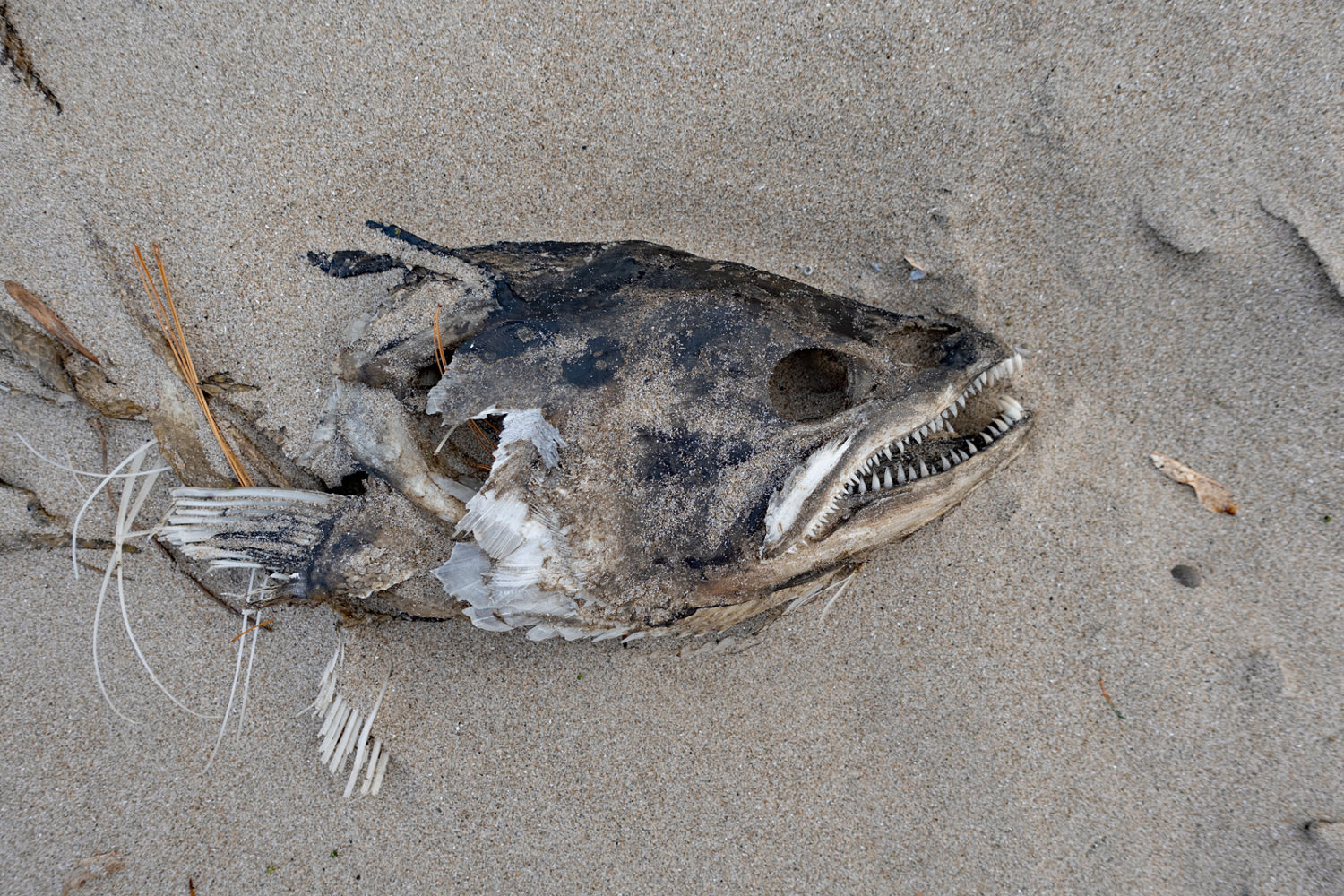 Fish head on the beach