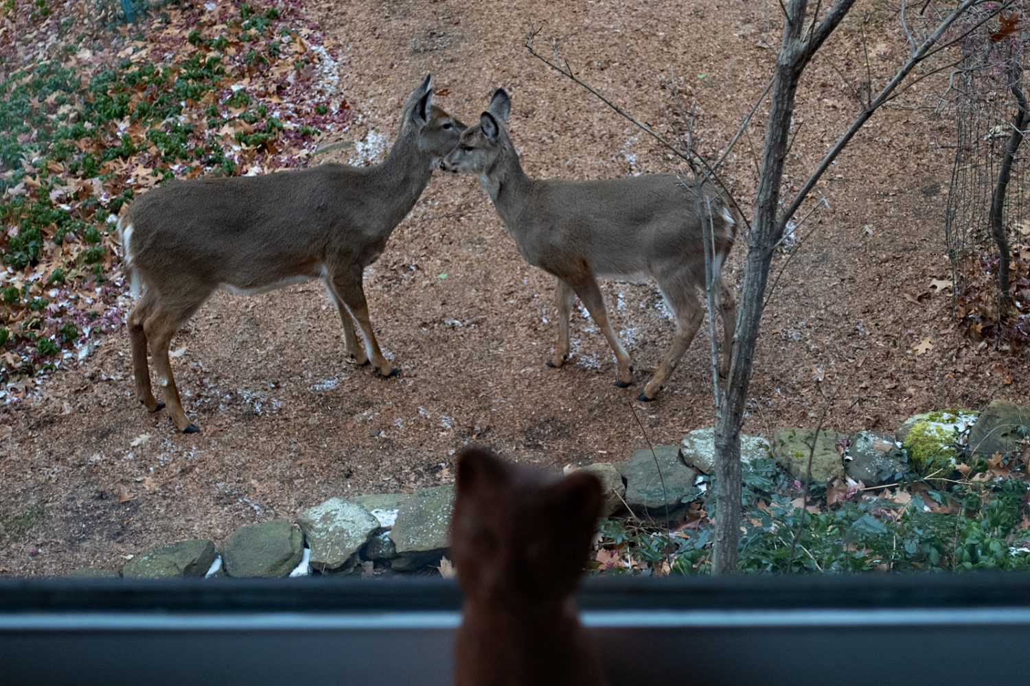 Peggi's junior high cat sculpture in window with two deer out back