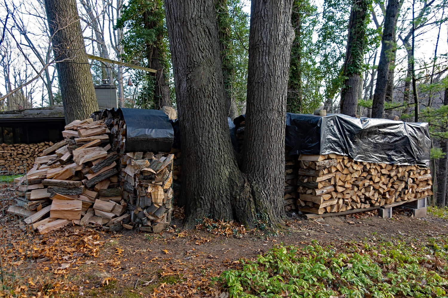 Our woodpile in 2020
