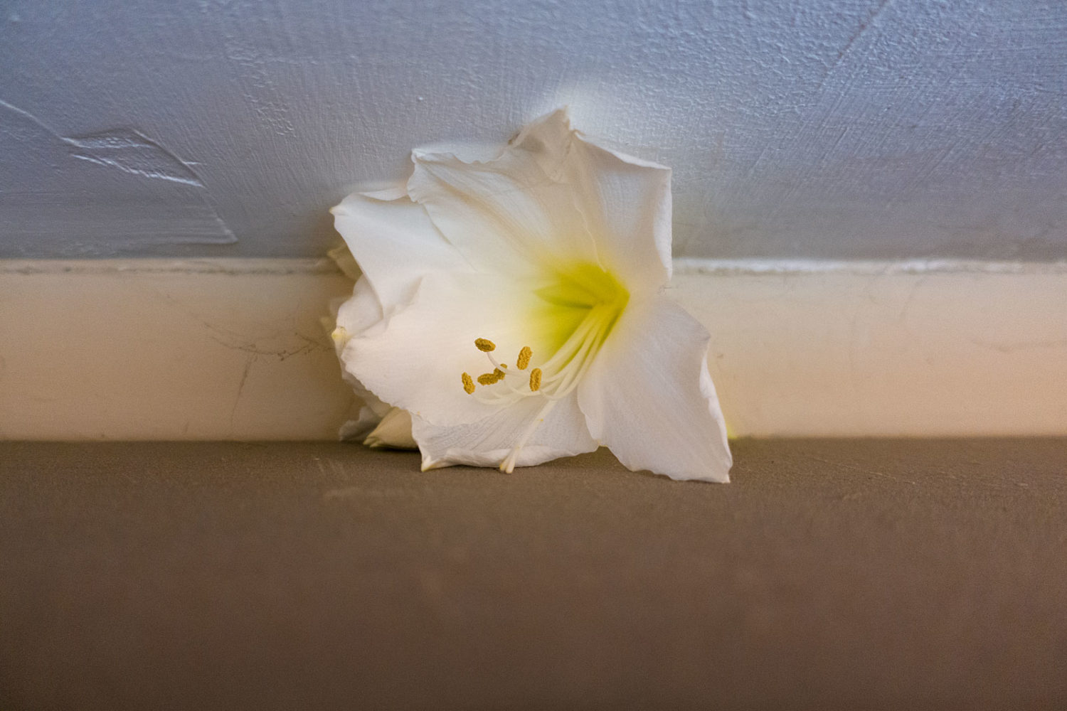 Amaryllis flower coming out of the top of our cupboard