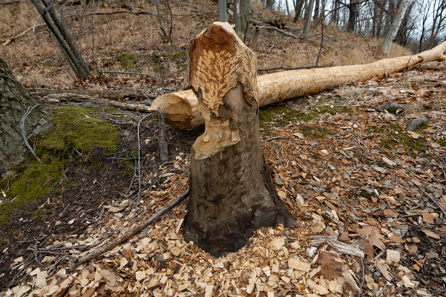 Beaver work along Eastman Lake