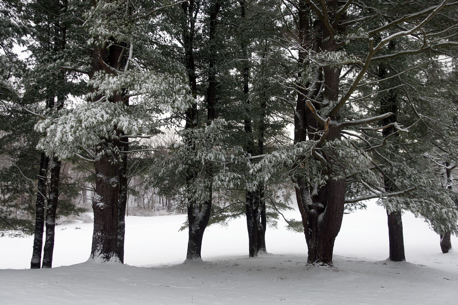 Pine tree stand on golf course in January