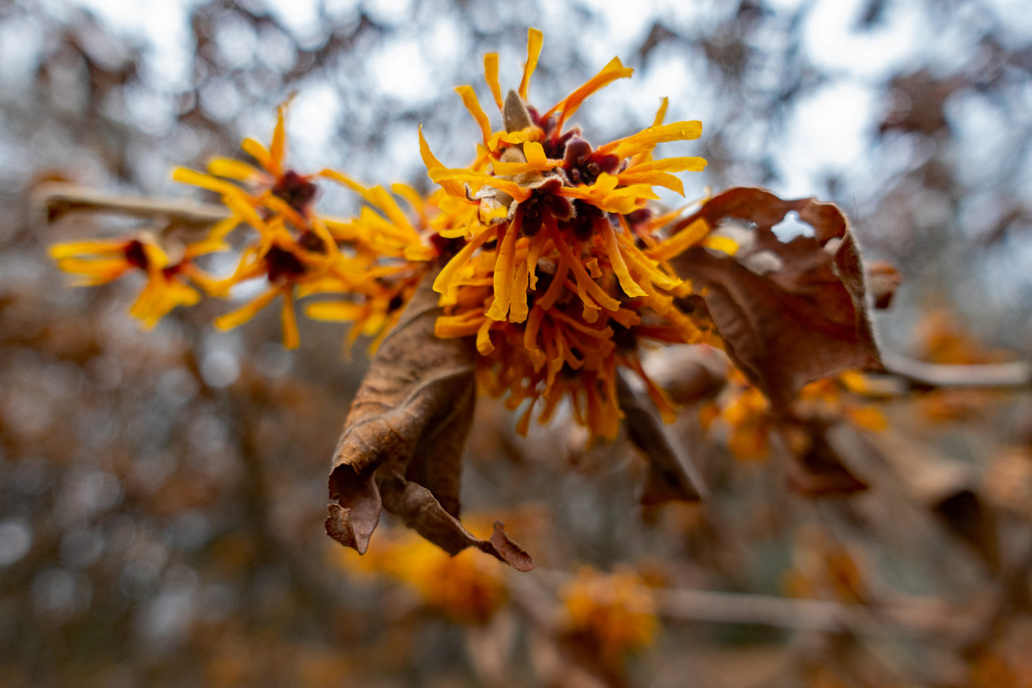 Witch hazel in full bloom on Zoo Road in Durand Eastman