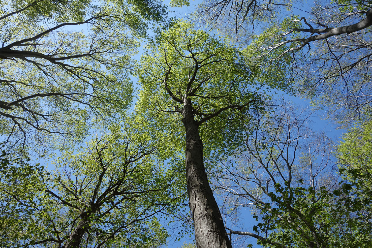 Looking up with Leo Dodd in Edmunds Woods 2015