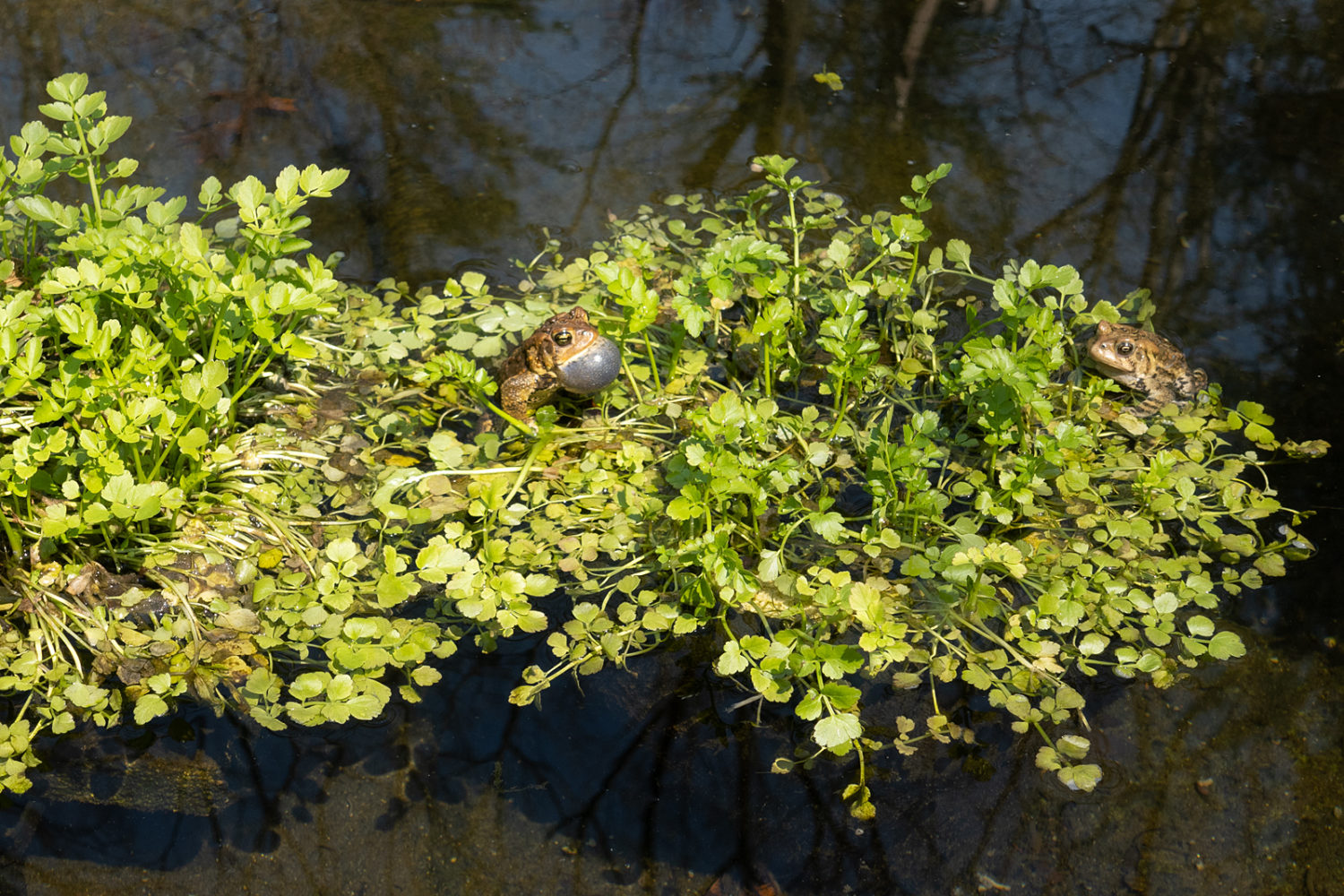 Male toad serenading a mate in Jared's pond