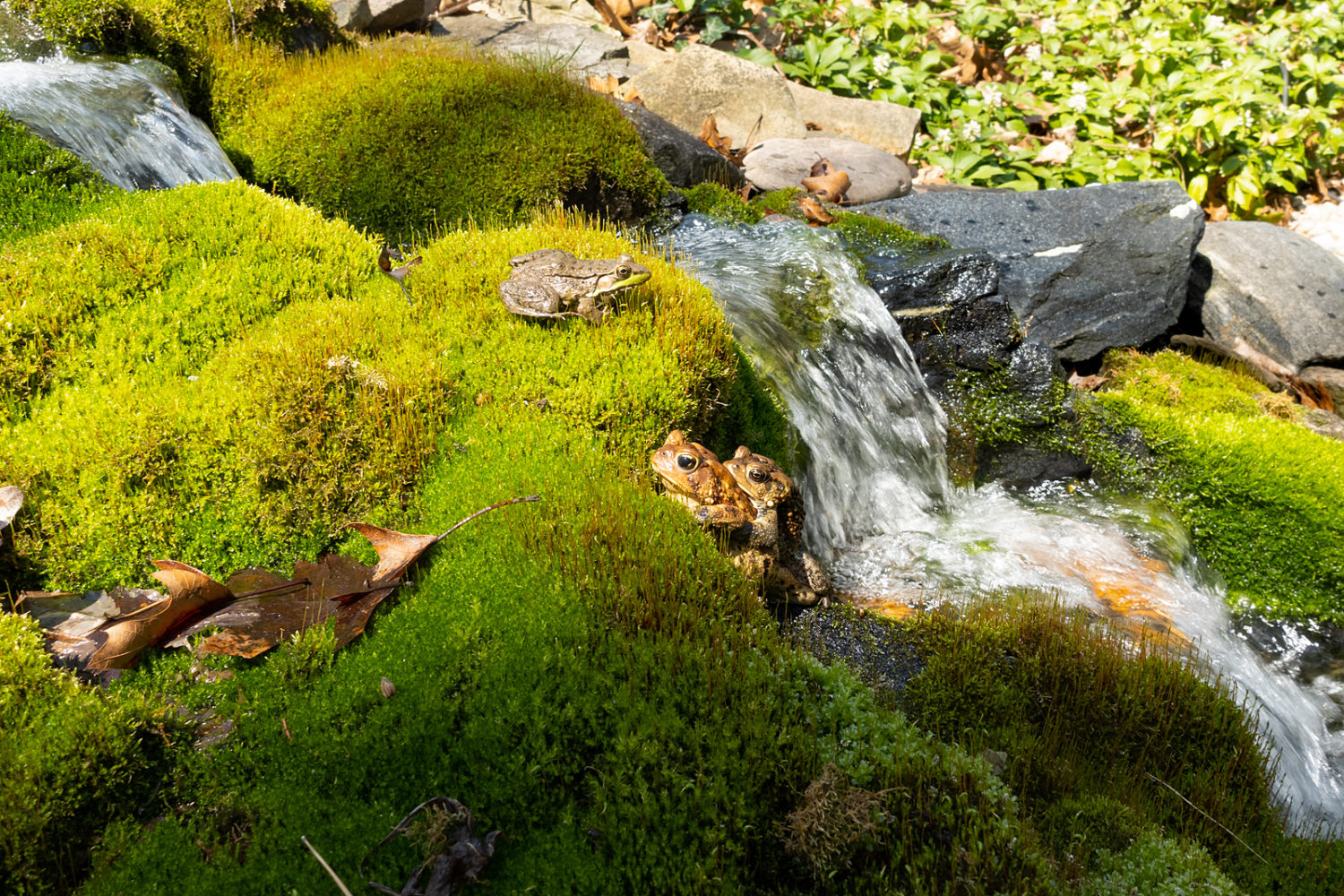 One frog and two toads mating in Jared's pondJ