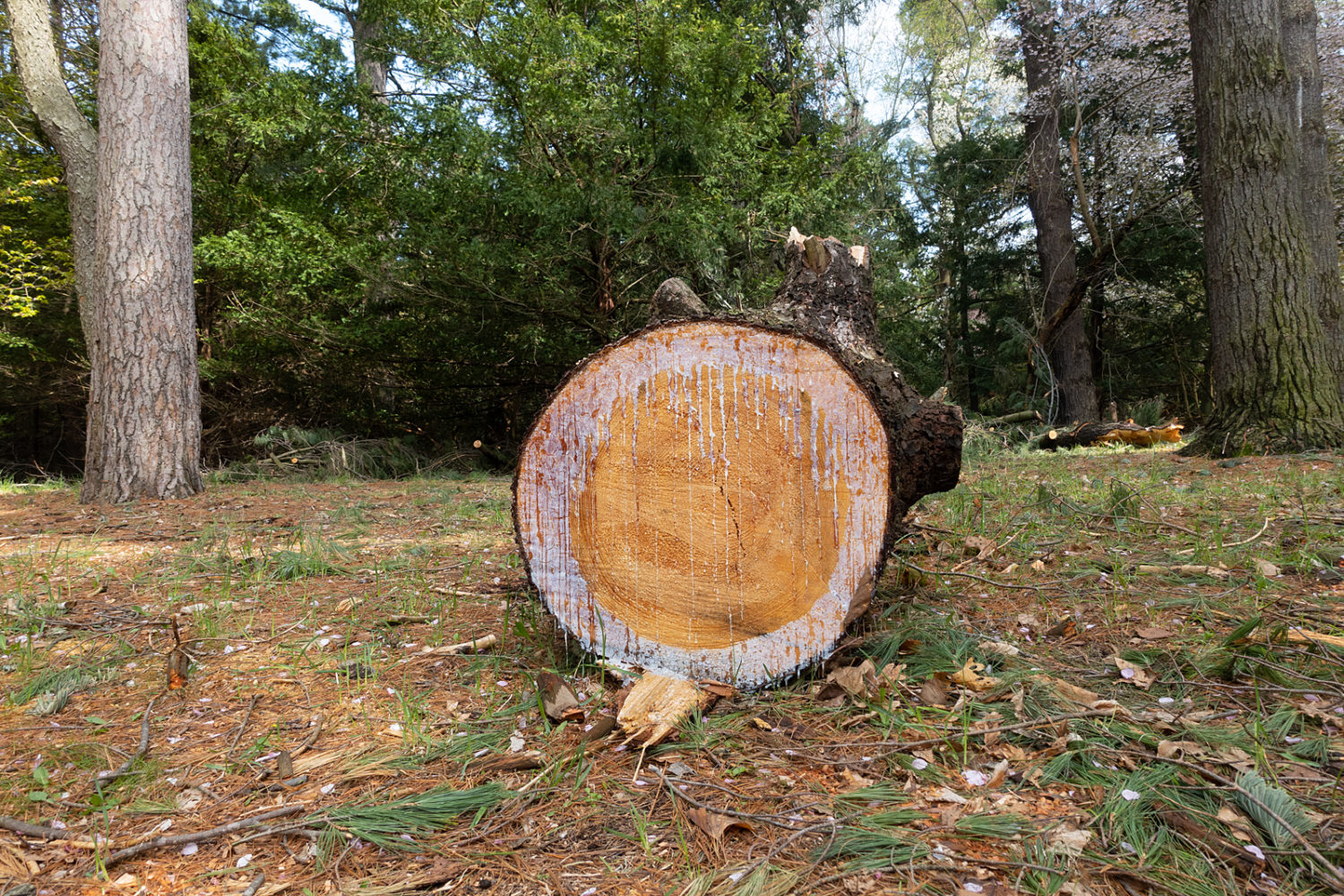 Fallen pine in Durand Eastman
