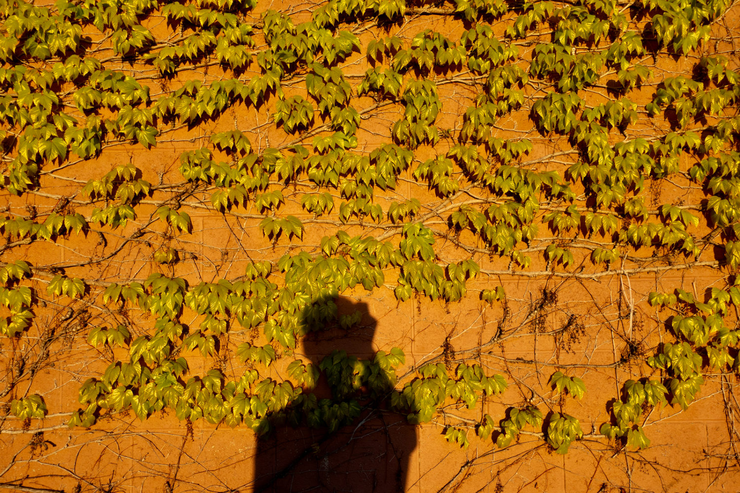 Vines on the wall outside Lumiere