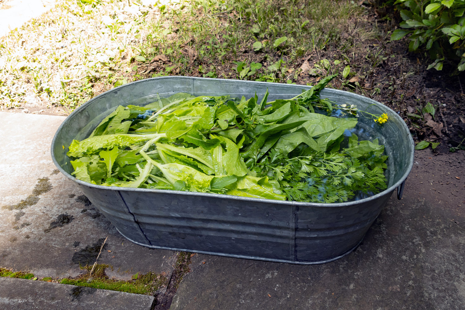 Fresh green from the garden, initial rinse