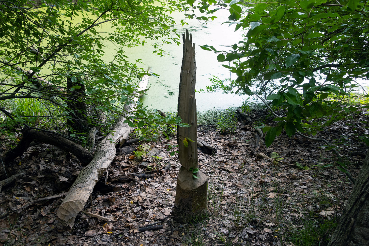 Beaver sculpture along Eastman Lake