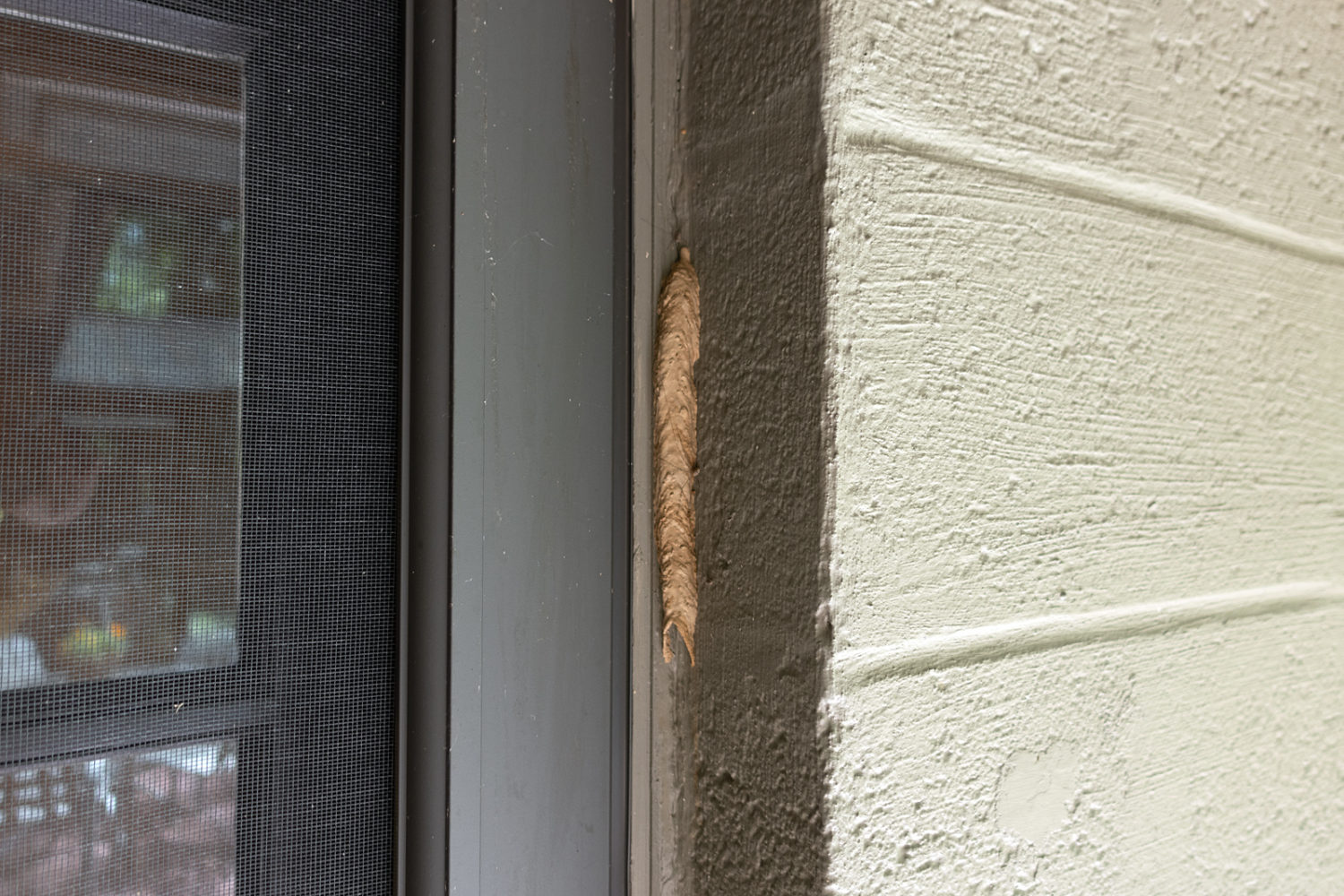 Mud Dauber wasp nest on back door