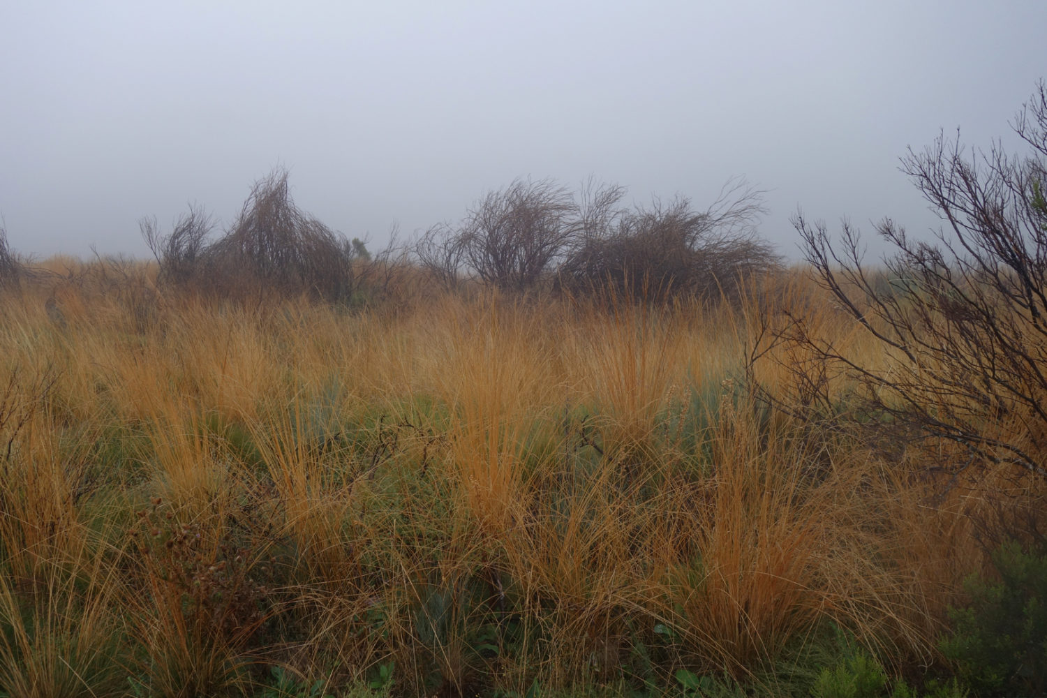 "Grasses, Molinaseca" Giclée print from "Portals & Planes: Pictures by Paul Dodd"