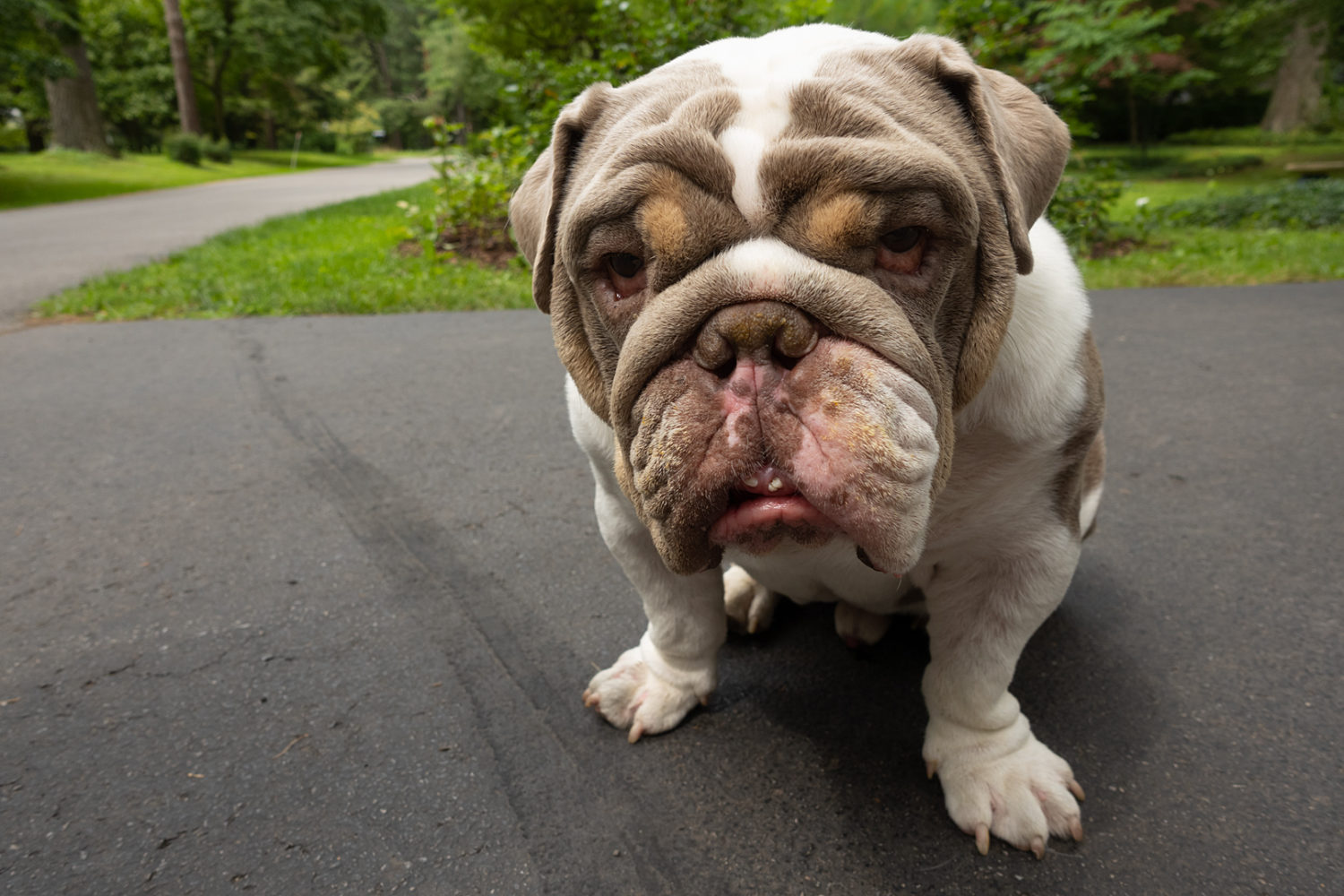 Dog on the next street over