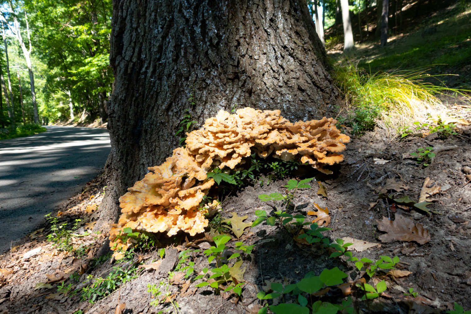 Chicken mushrooms down below