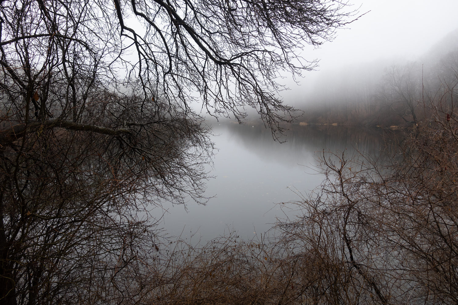 Two swans on Durand Lake in December fog
