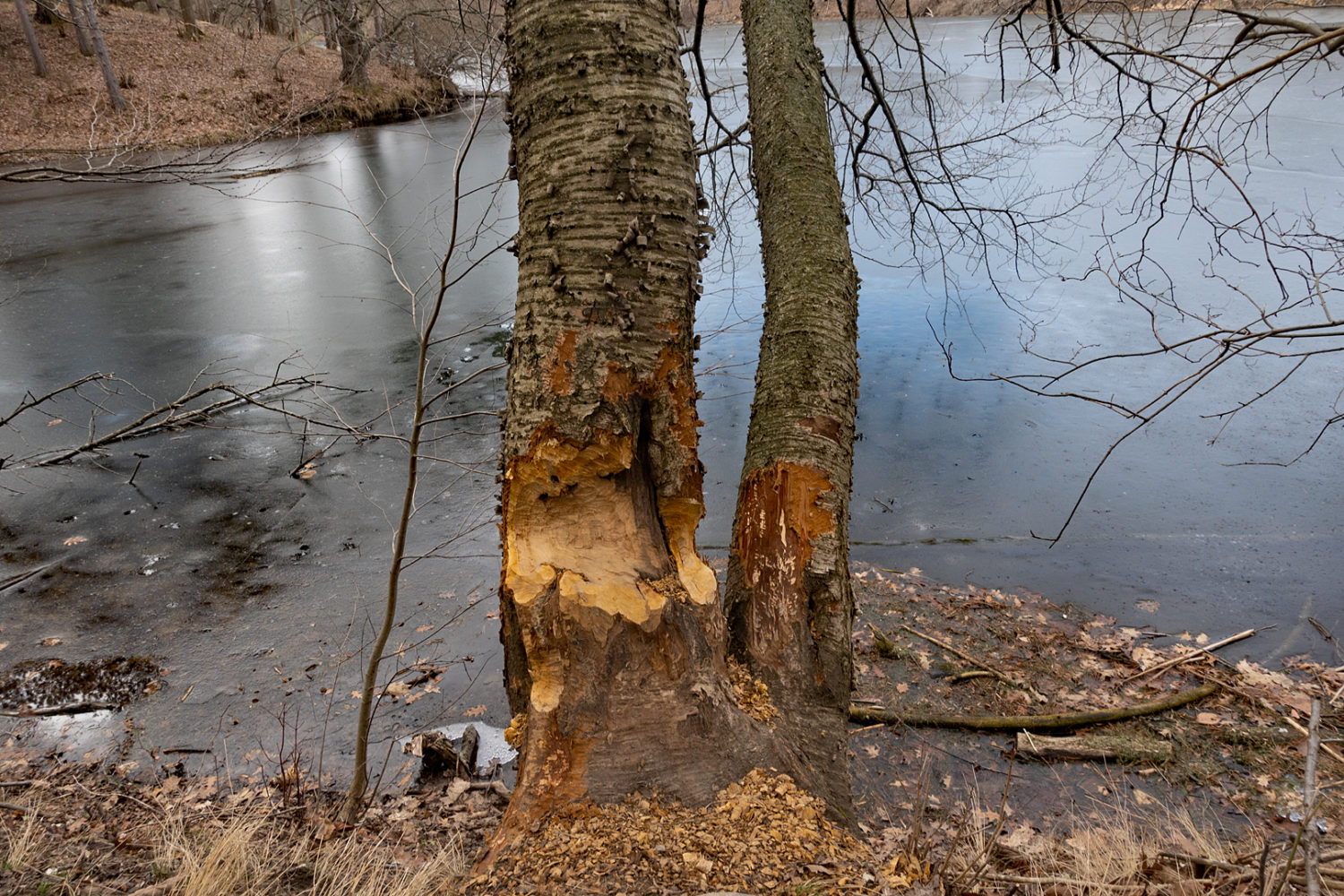 Beaver damage along Eastman Lake 2024