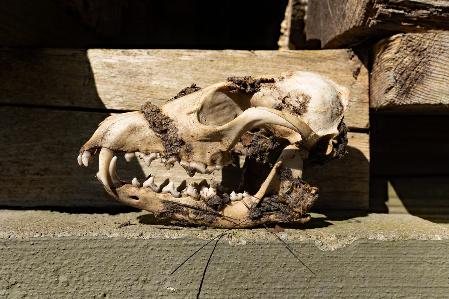 Animal skull near wood pile