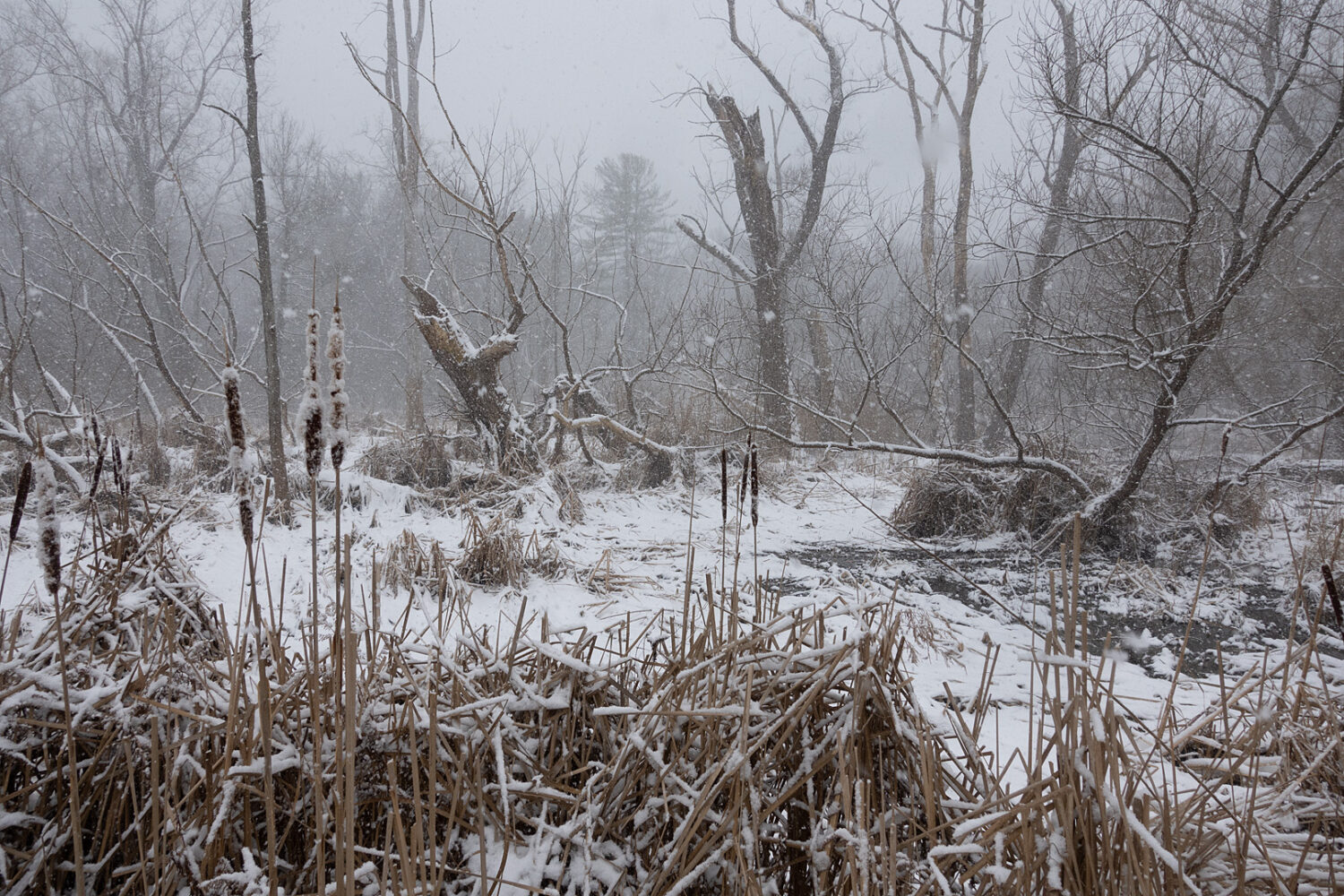 Marsh on Hoffman Road in February