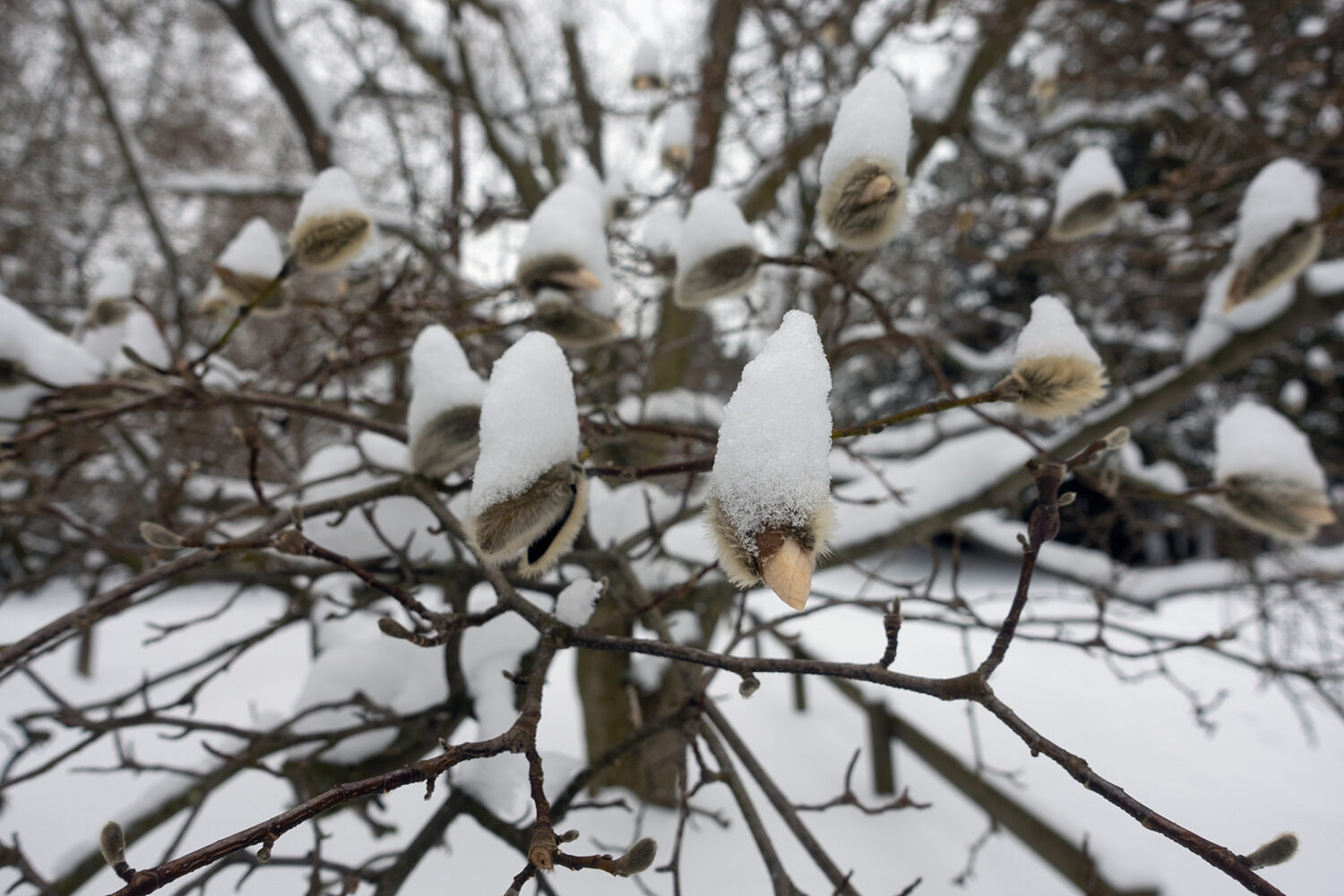 Magnolia under snow